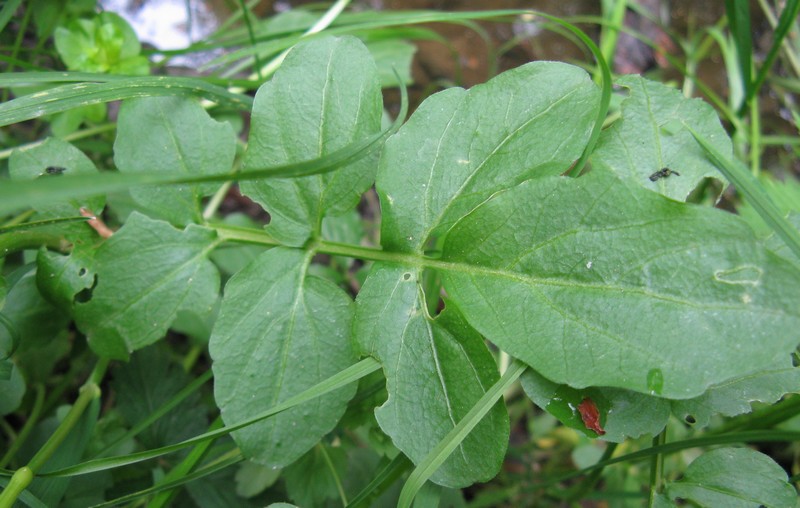 Cardamine amara (Brassicaceae)